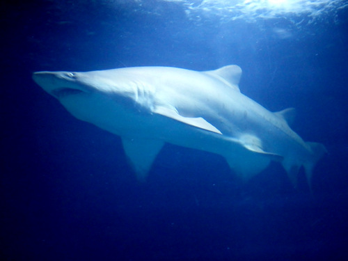 L'Oceanogràfic Center.